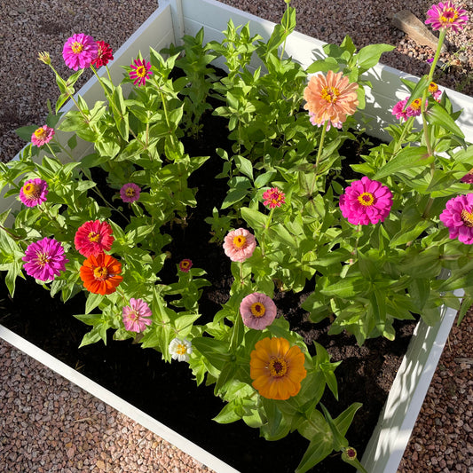 Zinnia Wildflower Flower Garden Seeds Pack