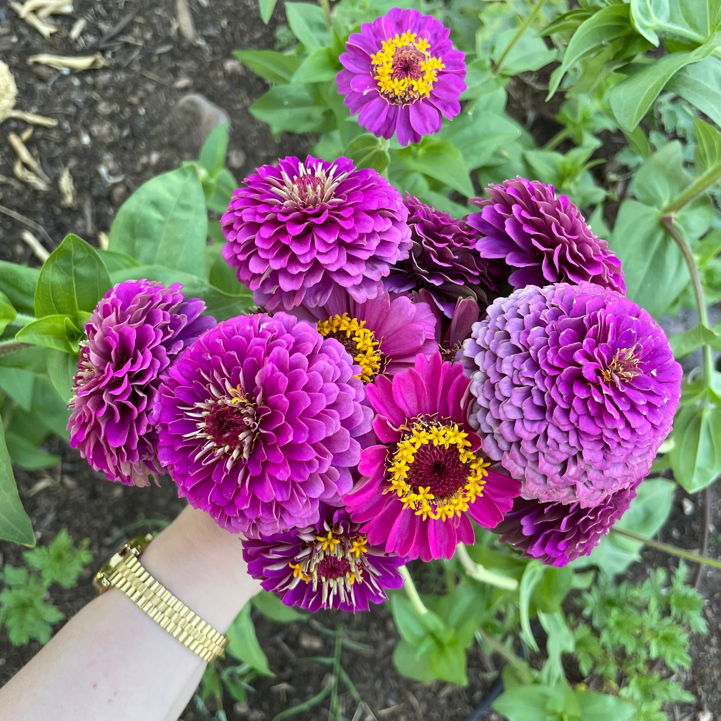 Zinnia Wildflower Flower Garden Seeds Pack