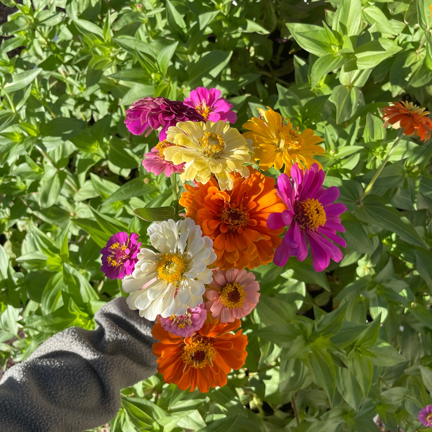 Bouquet of Garden Flowers for Pickup on Saturday, August 8th