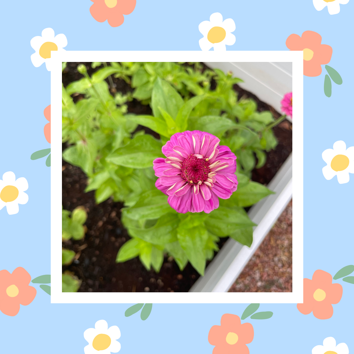 Zinnia Wildflower Flower Garden Seeds Pack