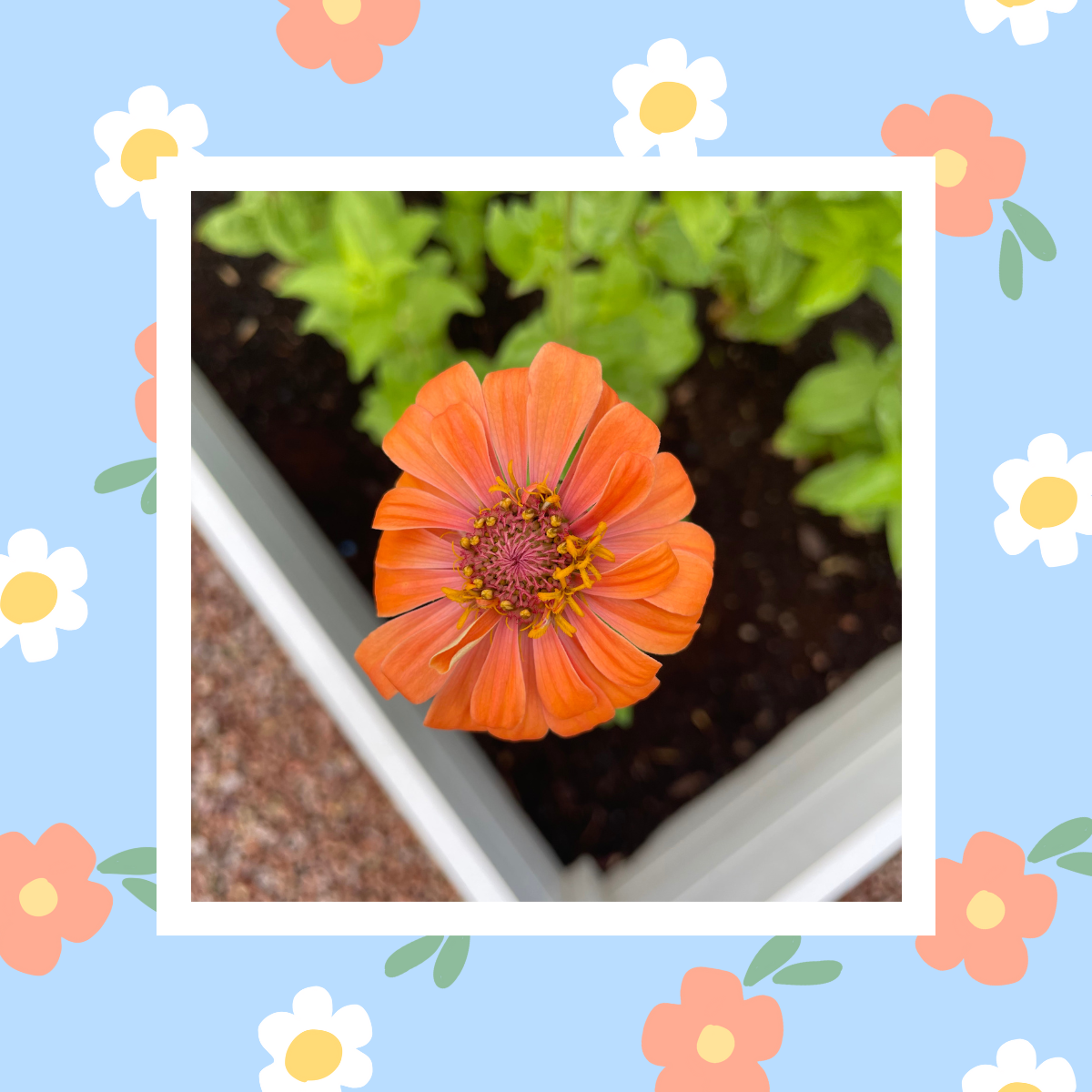 Zinnia Wildflower Flower Garden Seeds Pack