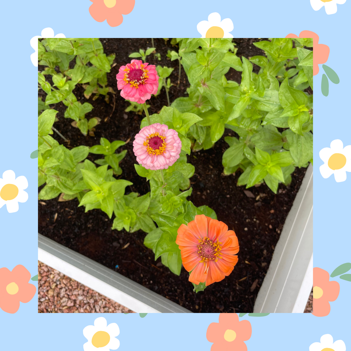 Zinnia Wildflower Flower Garden Seeds Pack